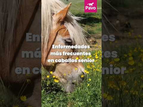 , title : 'Enfermedades más frecuentes en los caballos mayores de 18 años #caballos #veterinaria #caballosenior'