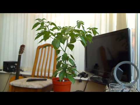 Watered Dorst Naga time lapse