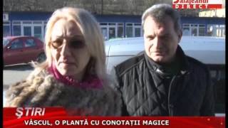 VASCUL, O PLANTA CU CONOTATII MAGICE