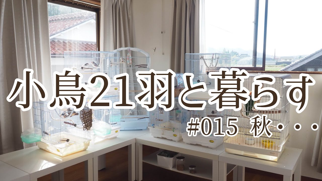 小鳥21羽と田舎暮らし #015秋…