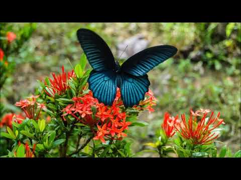 AMBICIJA - VEJN DAJER