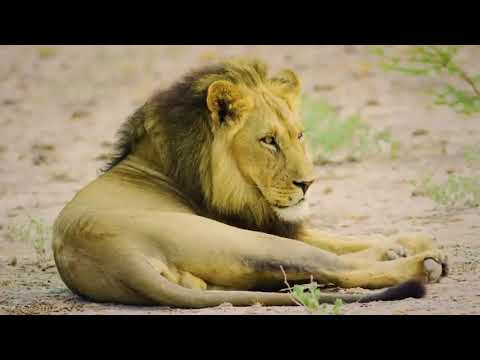 Amazing Wildlife of Botswana  8K Nature video with music Part 1