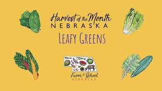 Harvest of the Month: Leafy Greens