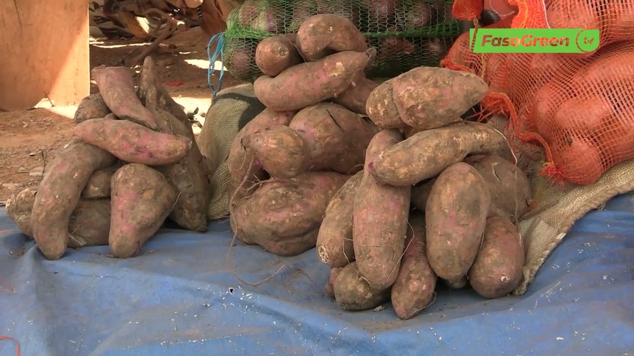 Patate douce: Un tubercule en pleine ascension