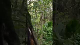 Download lagu kapas tembak gacor di alam #shortvideo #kapastembak mp3 Download lagu kapas tembak gacor di alam #shortvideo #kapastembak mp3