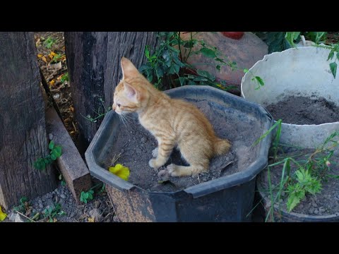 How is kittens poop after eating food