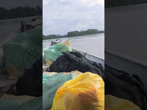 RÍO PUTUMAYO AMAZONAS-LATINOAMERICANO COLOMBIA