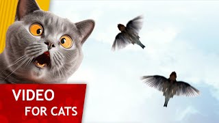 😸 Cat Games - Get That Sparrow! 🐦 (Video for Cats to watch) 1 hour version of our classic Game