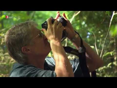 Im Zauberwald - Die Eiben von Paterzell // Doku HD