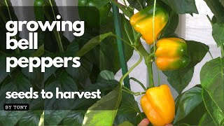 Grow bell peppers from seeds to harvest!