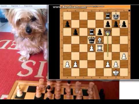 Šahovska pozicija br1  - NIMZOWITSCH vs NIELSEN # 178 sah i mat