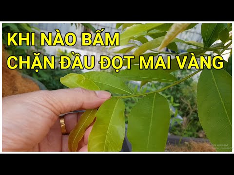 🔴 QBS22205 - KHI NÀO BẤM CHẶN ĐẦU ĐỌT MAI VÀNG || LÁ MAI NHƯ THẾ NÀO THÌ BẤM CHẶN ĐẦU CÀNH HIỆU QUẢ