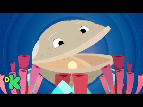 ¿Cómo se hacen las perlas? | El mundo de Luna | Discovery Kids