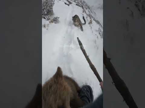 Let's be kind and positive to each other and learn to be good.#cat #Brazil