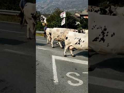 Desarpa 2021 San Giorio Di Susa