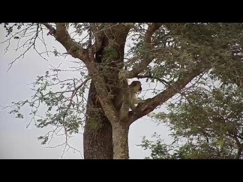 Djuma: Vervet Monkey sitting in tree - 14:30 - 03/26/20