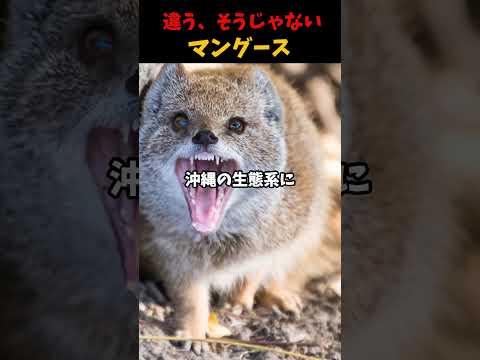 マングース - マングースとは何か、種類、特徴、生息地