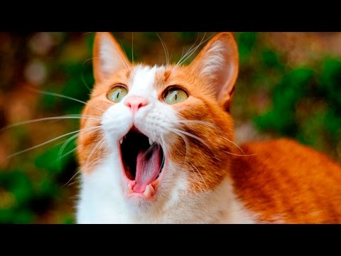 Funny Cats Scared Of Random Things Part 2 - Funny Cats Compilation