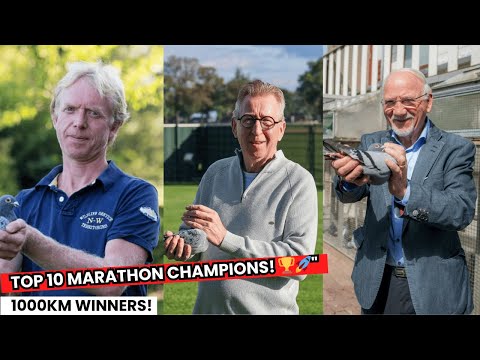 Marathon racing pigeon Champions! Top 10 Long Distance Pigeon Masters .
