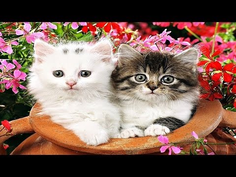 Kulluk İstiyorum Her An - Sedat UÇAN