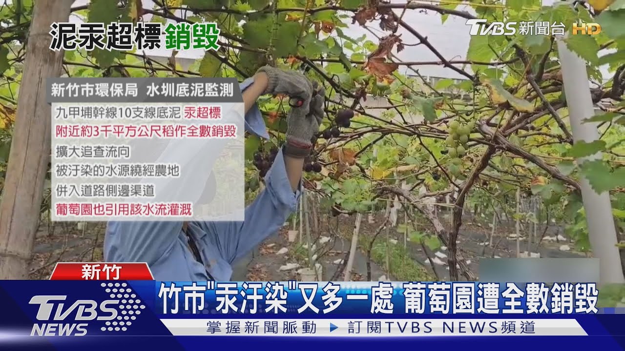 葡萄園汞超標全銷毀!新竹水圳底泥受汙染 醫:少量也可能致命