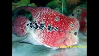 preview picture of video 'Beautiful Flowerhorn fish (cichlids) - gracefully swimming'