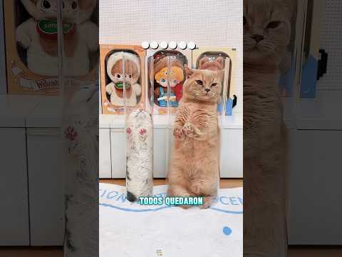 El dueño se vio obligado a encerrar al gato#funnyshorts #pets #love #cute