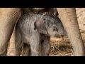 Cute Newborn Baby Elephant Takes Very First Wobbly Steps