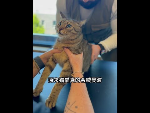 宇宙級名場面！貓咪正骨爆出史詩級曼波音效 #哈基米 #曼波 #萌寵 #貓咪 #動物的迷惑行為