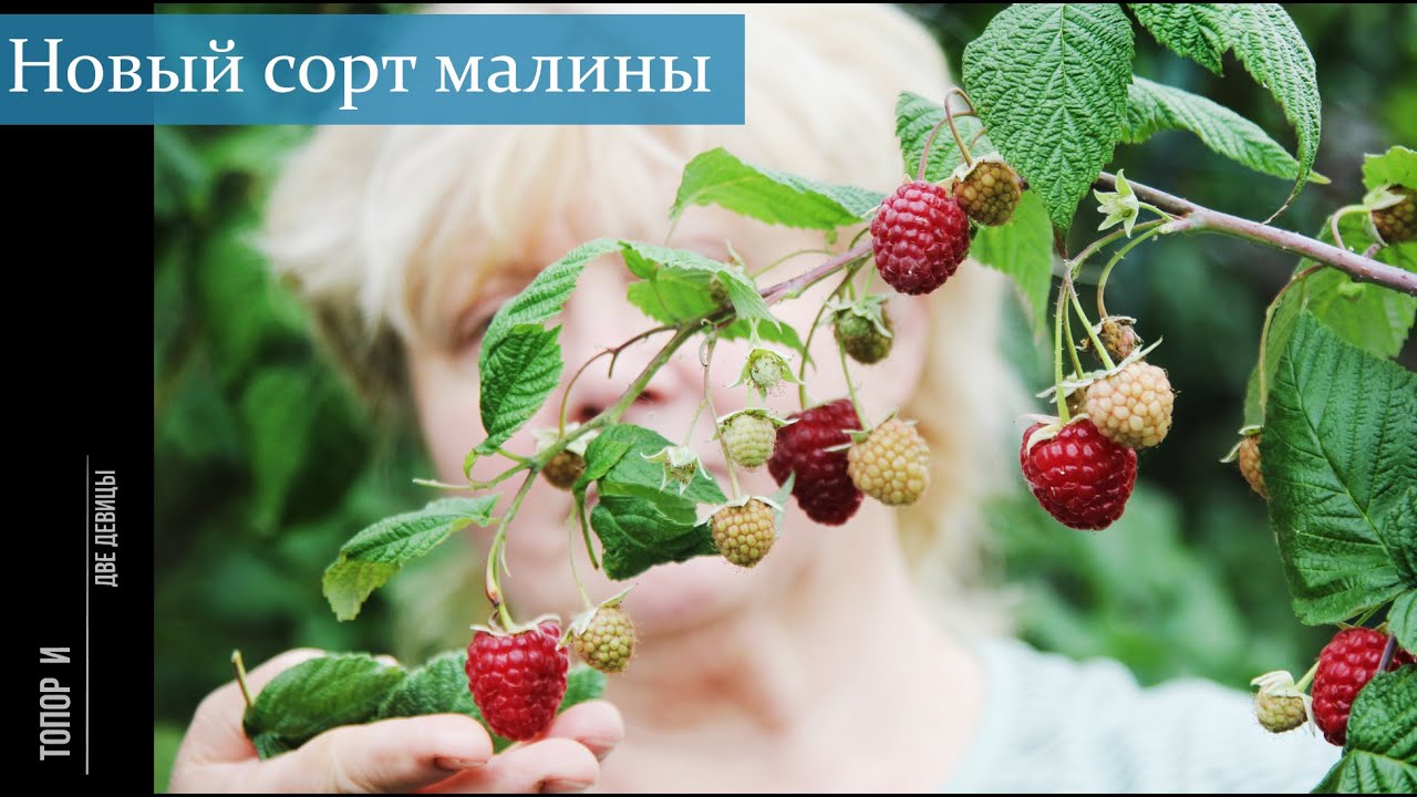 гигантская МАЛИНА . Сорт "рубиновое ожерелье"