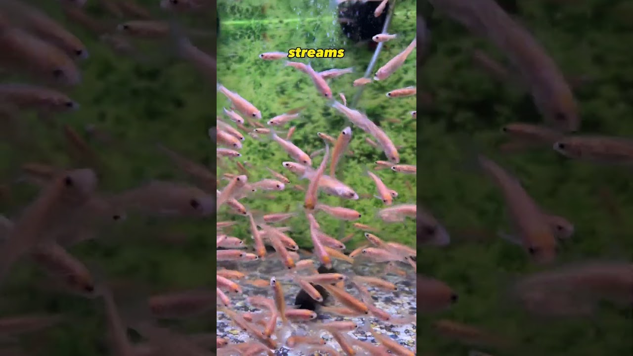 Did You Know There Was This Rosy Red Minnow Fish? #shorts #viral