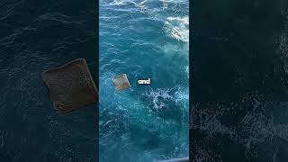 Download lagu 😭So much food is thrown into the sea mp3 Download lagu 😭So much food is thrown into the sea mp3