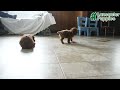 Toy Poodle dogs for sale: Sammy - Video 1