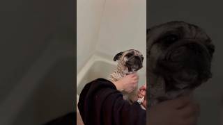 保護犬との暮らし #パグ