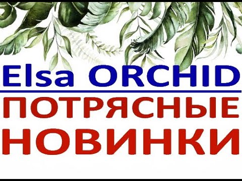 ПОТРЯСАЮЩИЙ завоз ОРХИДЕЙ:чудесные НОВИНКИ в 'Elsa Orchid',январь 2022.ОРХИДЕИ ПОЧТОЙ,Самара.