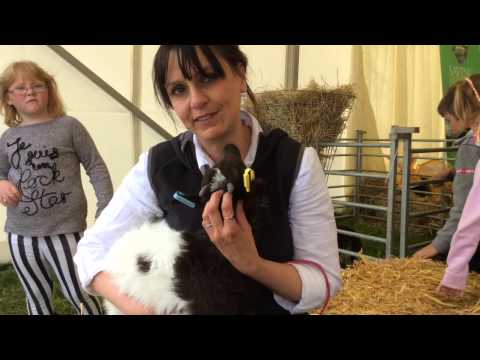Meet this cute Bagot Goat from Staffordshire - more rare than the Giant Panda