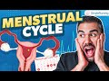 Menstrual Cycle Phases Nursing Follicular Phase Luteal Phase Med Surg