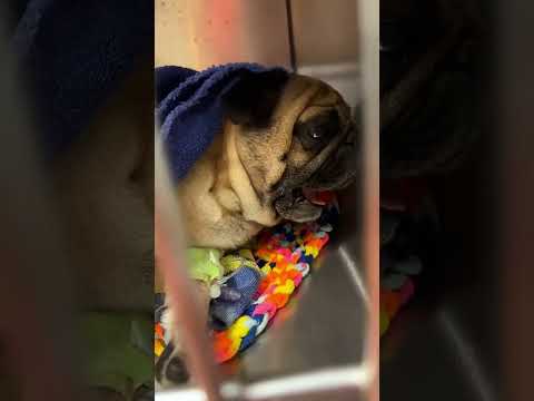 The Most Hilariously Cute Dog#funnydogs#cute#doglover#FunnyCuteDog#AdorablePuppy#FunnyCuteDog