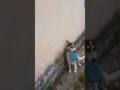 Vídeo de Berry 