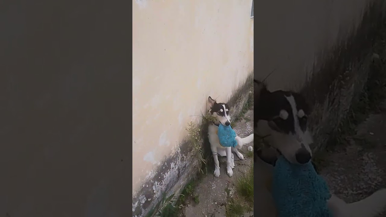 Cachorro raça Border collie  idade 7 a 11 meses nome Berry 