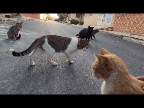 All these Stray Cats Gathered to Mate with the Poor Ginger Female Cat.