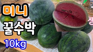 미니 꿀수박! 당도 최고 10kg ? 실시간 생방송
