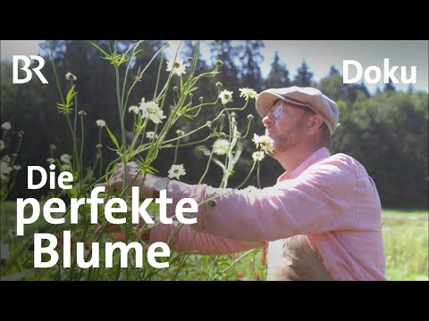 Die perfekte Blume vom Acker: Blumenzüchter auf dem Land | Unter unserem Himmel | BR