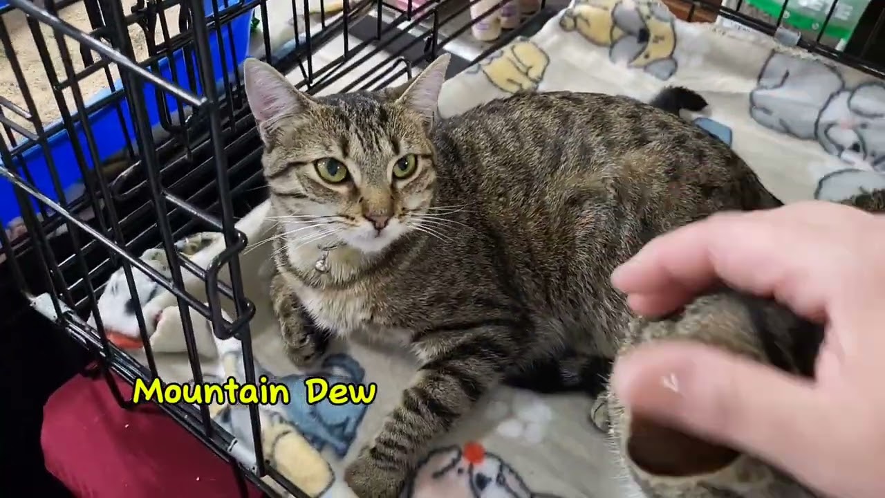 Enlarge Ginger Ale, a Adoptable mixed breed in Buford, GA video 6/6