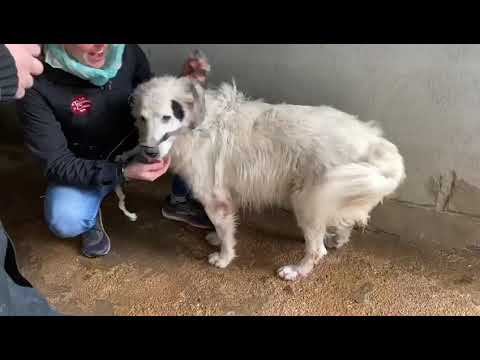 Pastore Maremmano maschi in regalo