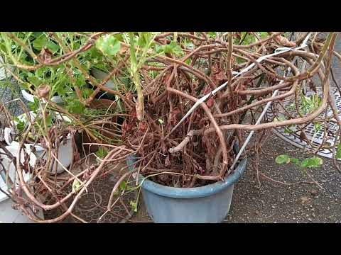 アイビーゼラニウム（Pelargonium peltatum）の挿し木はいつ、どのように行うのですか？チュートリアルとビデオ  庭園