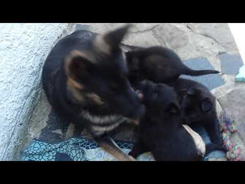 103 1147vrh I Zulu z Martinické Staré školy