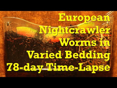 European nightcrawler worms in various bedding FAST TIME-LAPSE - vermicompost