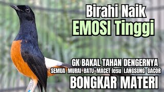 Download lagu PANCINGAN murai Batu FIGHTER NEMBAK ISIAN GANAS !! Semua murai batu macetpun dengar ini AUTO NYAUT mp3