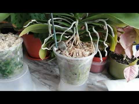 ⁉️Почему я не сажаю☘️свои орхидейки в КЕРАМЗИТ🤔(16.04.2022)